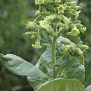 Close-up of a green tobacco plant with flowers.
